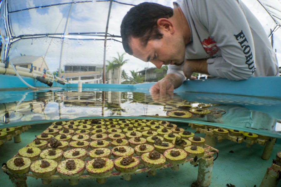 NOAA Launches $97 Million Targeted Mission to Save Florida Reef Tract - A man standing in front of a cake - Coral