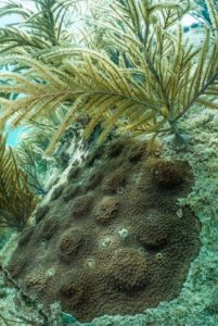 CRF, Mote kick up restoration efforts in 2019 - A close up of a plant - Stony corals