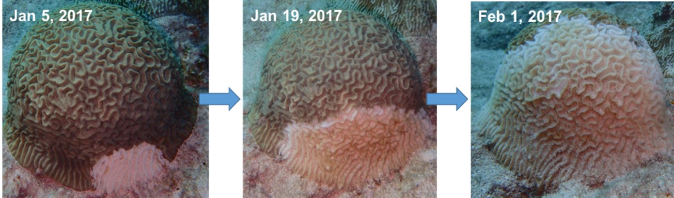 Responses to the Stony Coral Tissue Loss Disease