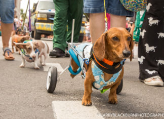 Parade, ‘drops’ ring in new year - A small dog on a leash - Hound