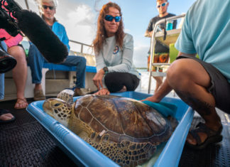Turtle returns to waters off Alligator Reef - A group of people sitting around a table - Tortoise