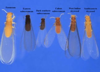 Rainy Season and Termite Swarms