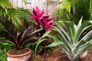 Garden devastated by Irma revamped, resilient