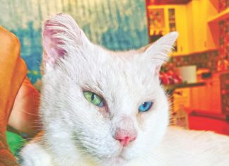 MATCHMAKING – FKSPCA pairs humans and animals with special programs