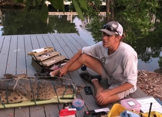 Nuisance croc removed from Islamorada home
