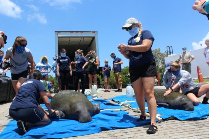 Mother Manatee And Calf Return Home