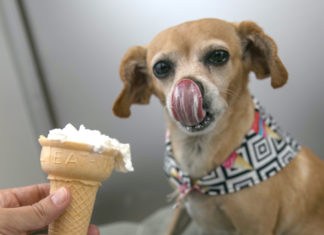 Delicious ice cream concoctions in Key Largo