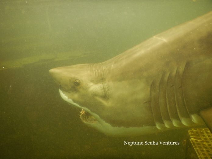 Blezio Fake Shark 1