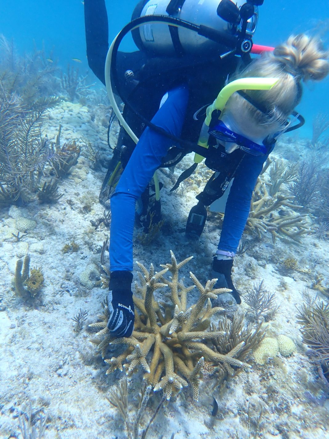 Mote Scientists Celebrate Huge Breakthrough In Coral Restoration