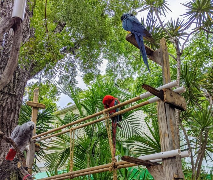 birds