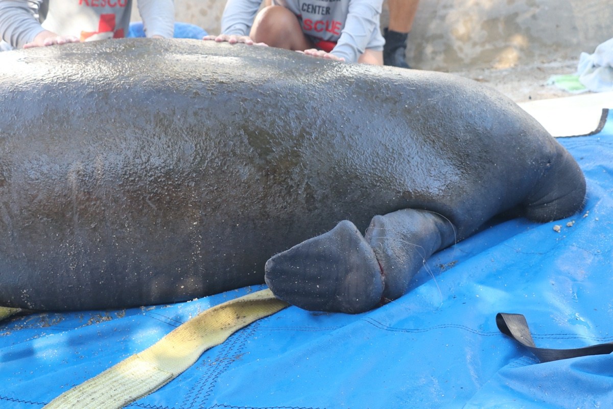 Manatee Caught in Rope, Crab Traps Gets Rescued by FWC, CMA