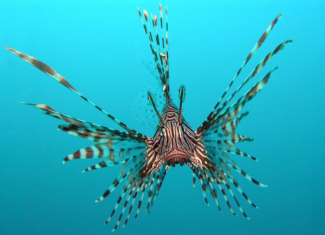 REEF’s Annual Lionfish Derby Goes Socially-Distant To Defend Reefs