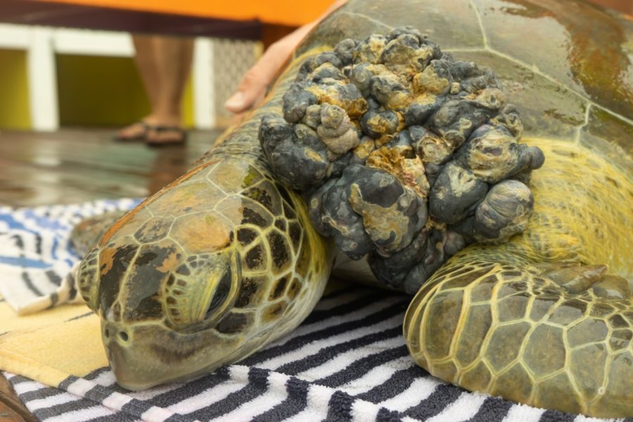 RESCUED SEA TURTLE WITH POLLUTION-LINKED TUMORS EUTHANIZED