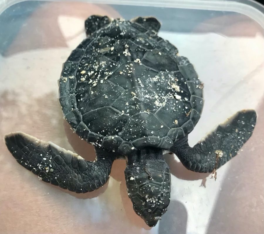 KEEP A LOOK OUT FOR BABY SEA TURTLES WASHED UP BY ETA