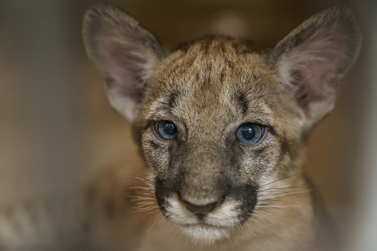 Rare And Endangered: The Florida Panther And Us, image size:1200x800