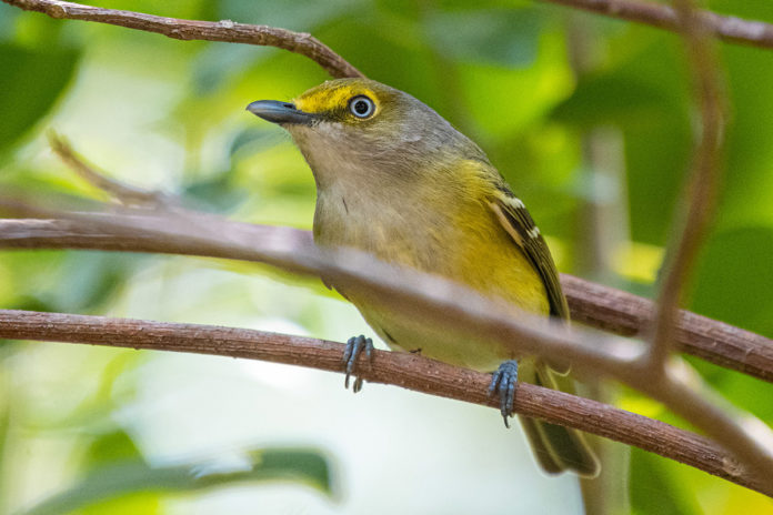 Hedden-White-eyed-Vireo
