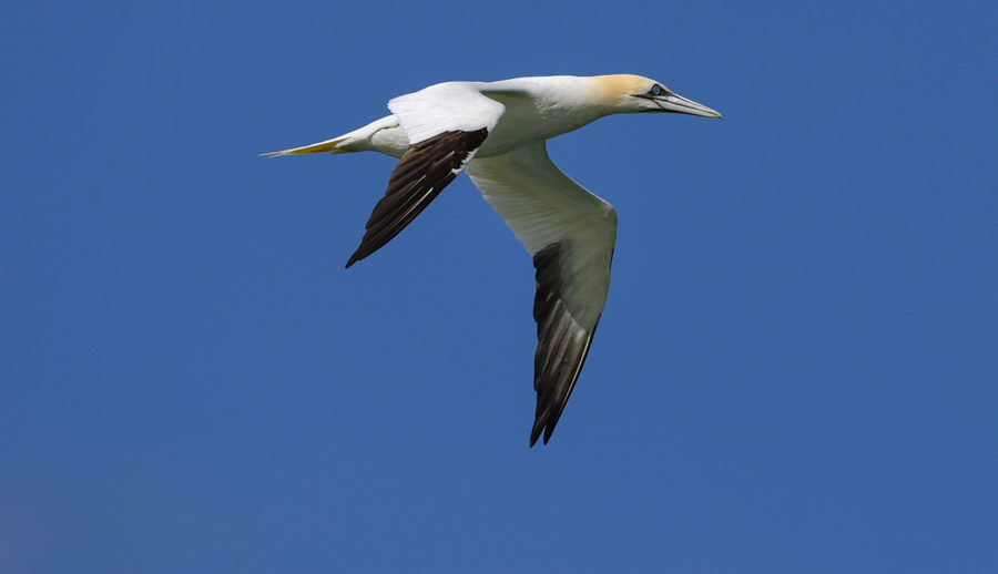 WILD THINGS: NORTHERN GANNETS ARE THE POINTY-HEADED MOUTH-BREATHERS OF ...