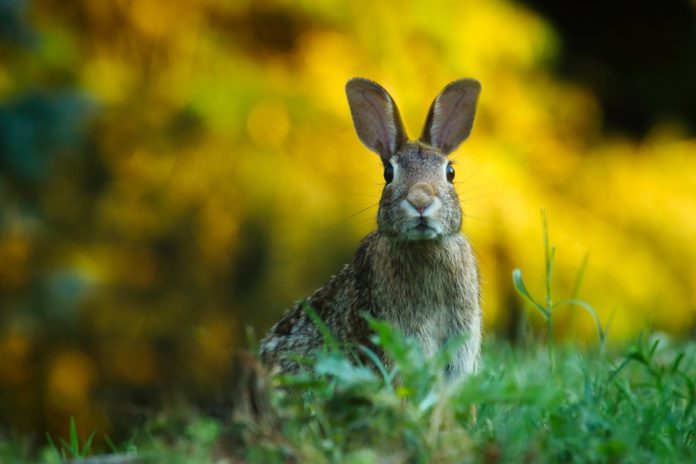 close up of rabbit on field