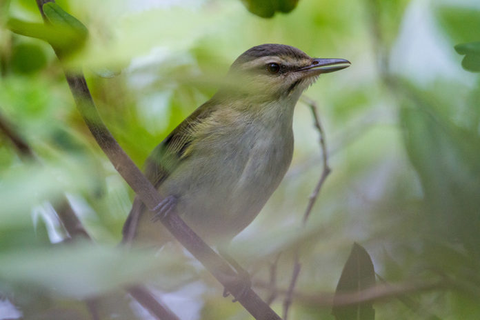 Hedden-Black-whiskered-Vireo