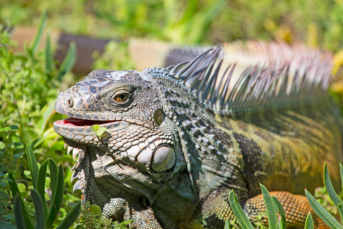 FWC WILL EXTERMINATE IGUANAS CAUGHT IN THE WILD WITHOUT MICROCHIPS ...
