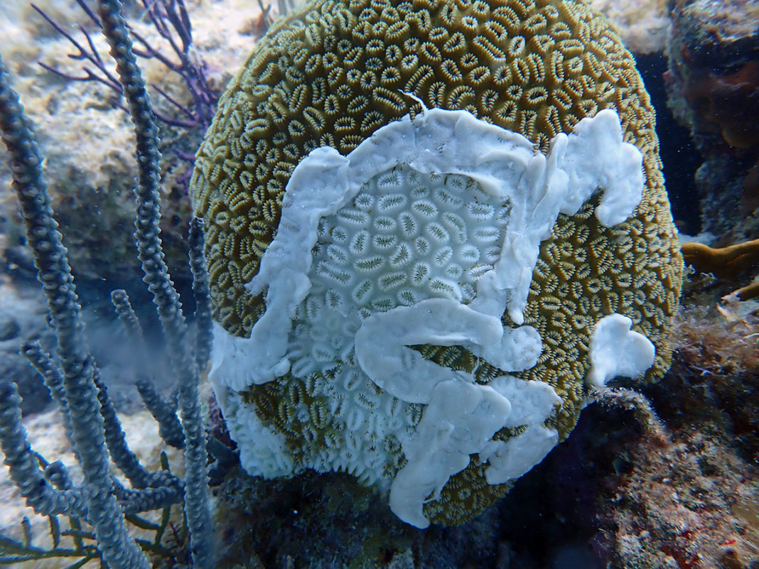 STONY CORAL TISSUE LOSS DISEASE REACHES DRY TORTUGAS; PARK SERVICE RESPONDS