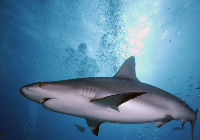 Shark
