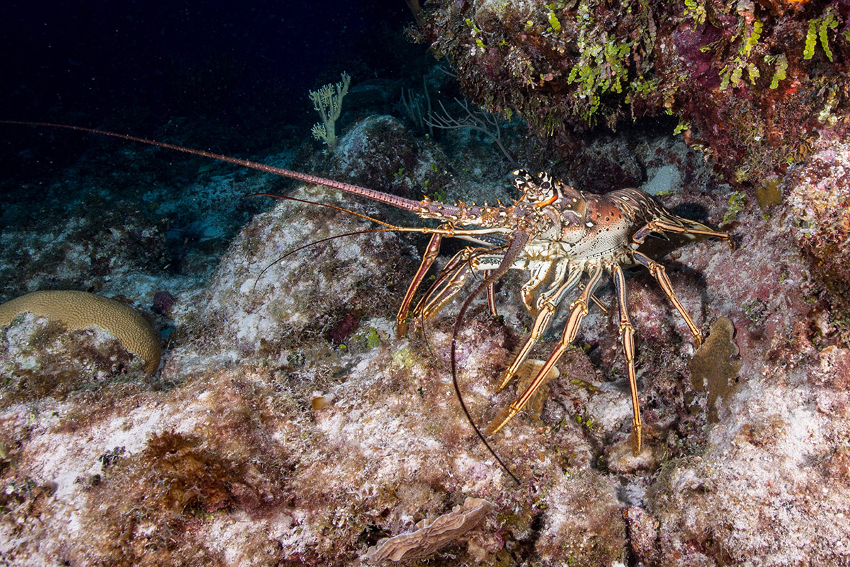 Reel Talk: Amanda catches spiny lobster in the Keys