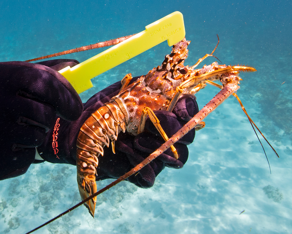 LOBSTER MINISEASON EVERYTHING YOU NEED TO KNOW