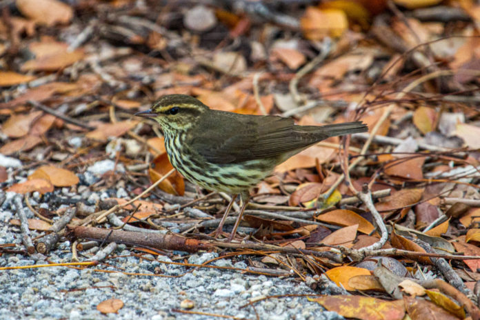 a small bird is standing on the ground