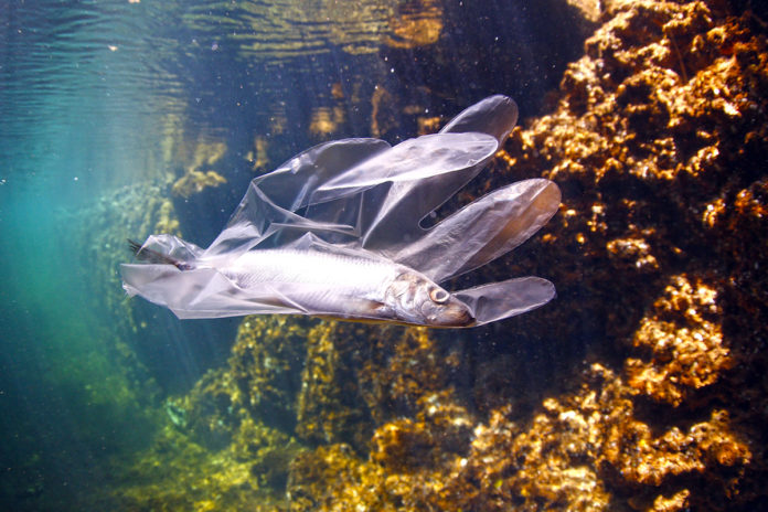Plastic-fish-(pixabay)