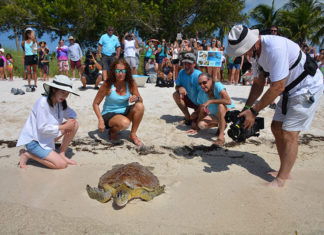 a group of people standing around a turtle on a beach