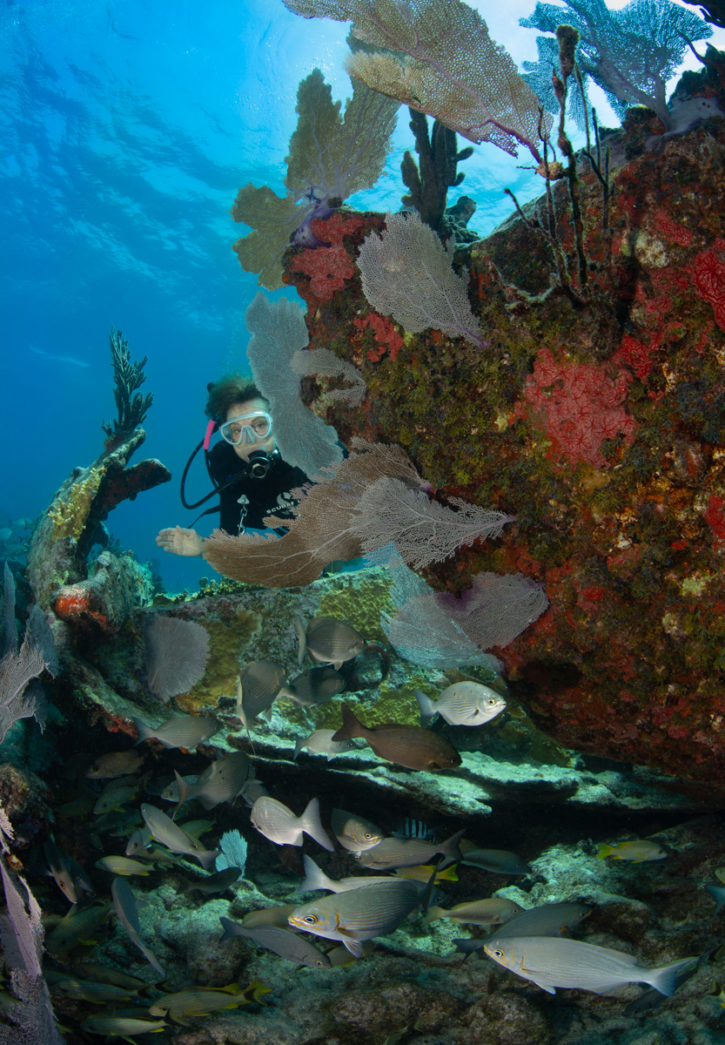 Sylvia Earle diving on a wreck full of fish life in Key Largo.