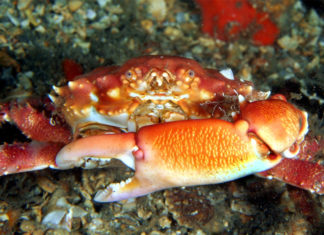 a close up of a crab on the ground