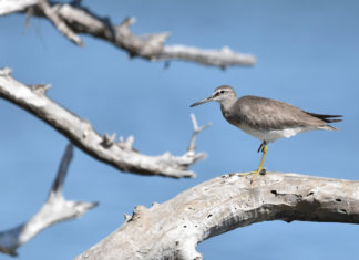 a bird standing on a branch of a tree