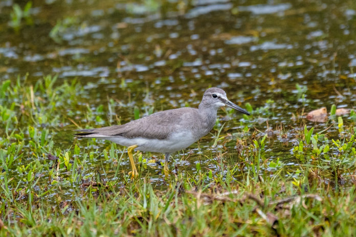 Hedden.-Gray-tailed-Tattler a bird standing in the grass near a body of water