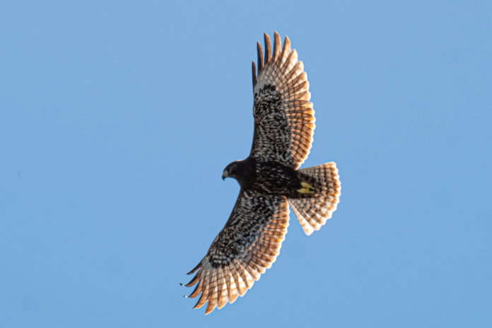 a large bird flying through a blue sky
