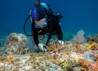 a man in a scuba suit is on a coral reef