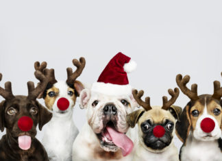 a group of dogs wearing reindeer hats