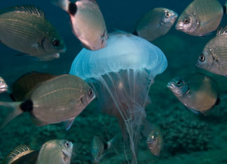 a group of fish swimming around a jellyfish