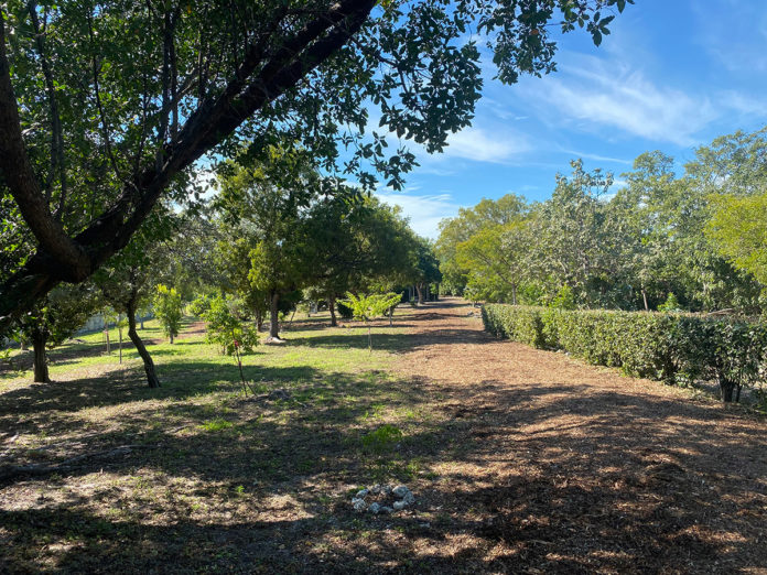 a dirt road surrounded by trees and bushes