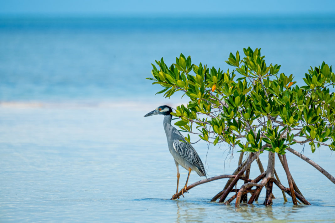 DESERT ISLAND BALLAST KEY IS A SANCTUARY WORTH SAVING