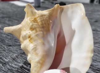 CONCH BASEBALL ISN’T JUST A SPORT; IT’S A STATE OF MIND a close up of a baseball and a shell on a table
