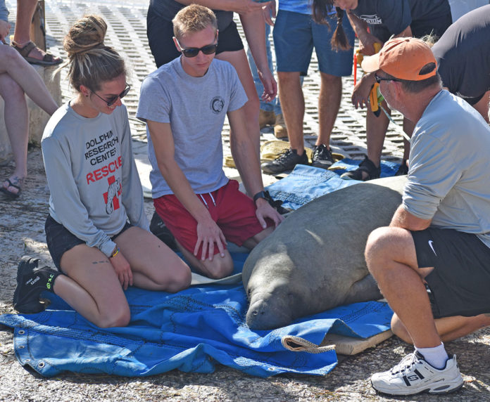 a group of people standing around a sea lion