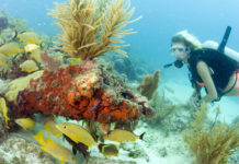 a woman scubas over a coral reef with school of fish