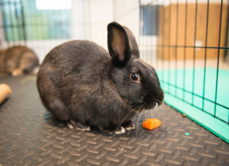 TAKE ME HOME: FIND A FRIEND AT THE FLORIDA KEYS SPCA a rabbit eating a carrot in a cage