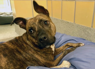 TAKE ME HOME: ADORABLE FURRY FACES ARE WAITING FOR FAMILIES a brown dog laying on top of a blue blanket