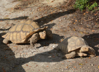 two tortoises walking on the ground next to each other