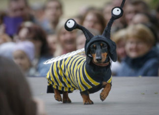 a dachshund dressed in a bee costume