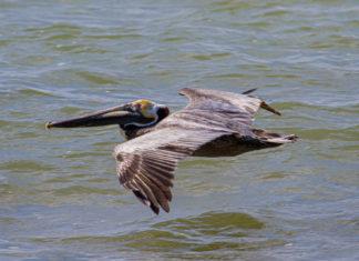 a pelican flying low over the water