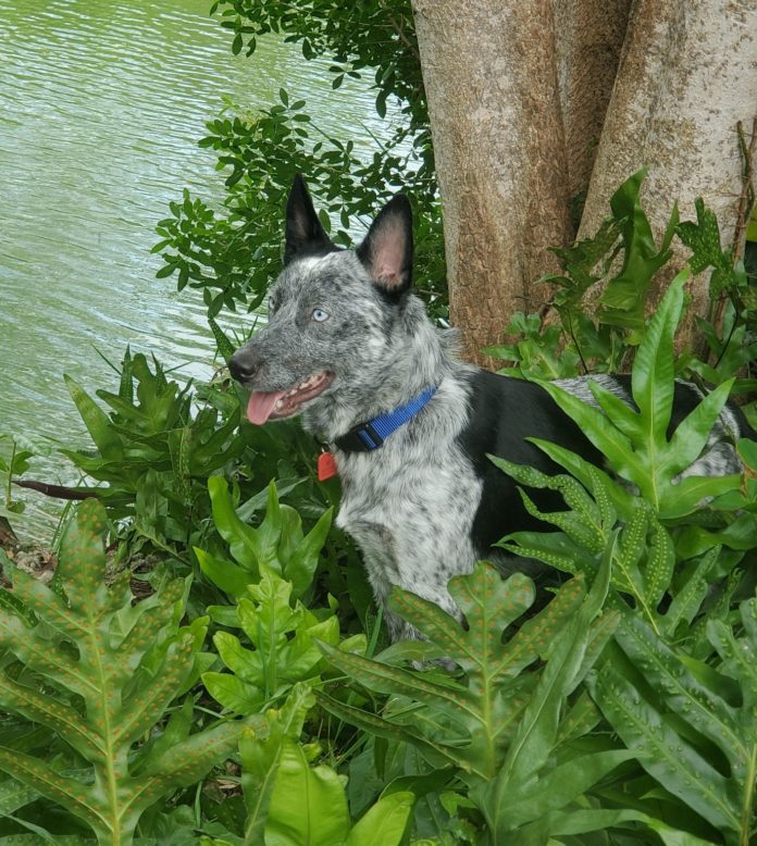 a dog sitting in the grass next to a body of water